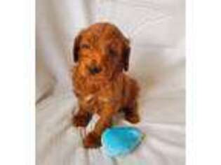 Goldendoodle Puppy for sale in Jeffersonville, KY, USA