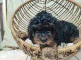 Cavapoo Puppy for sale in West Union, OH, USA