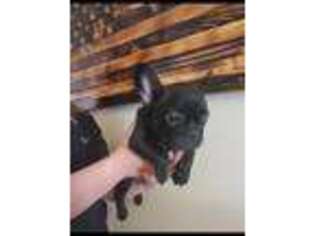 French Bulldog Puppy for sale in Leola, SD, USA