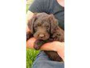 Labradoodle Puppy for sale in Hutchinson, KS, USA
