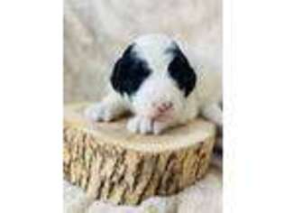 Old English Sheepdog Puppy for sale in Kennedy, MN, USA
