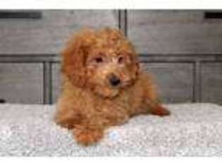 Goldendoodle Puppy for sale in Salisbury, NC, USA