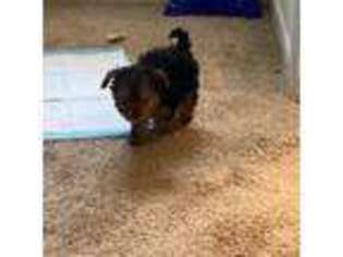 Yorkshire Terrier Puppy for sale in Newport News, VA, USA