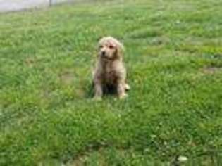 Goldendoodle Puppy for sale in Beattyville, KY, USA
