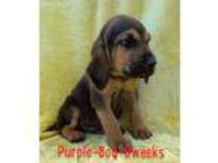 Bloodhound Puppy for sale in Dublin, TX, USA