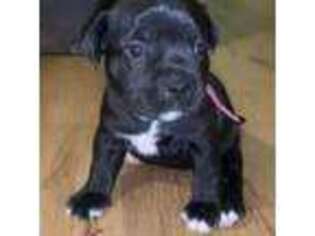 Staffordshire Bull Terrier Puppy for sale in San Francisco, CA, USA