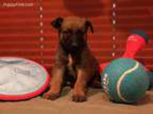 Belgian Malinois Puppy for sale in Thomasville, PA, USA