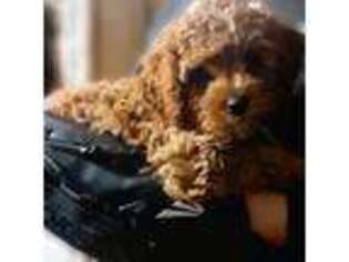 Cavapoo Puppy for sale in Manheim, PA, USA