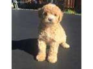 Goldendoodle Puppy for sale in Mooresville, IN, USA