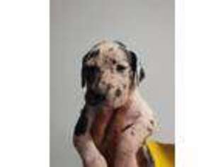 Great Dane Puppy for sale in Smyrna, GA, USA