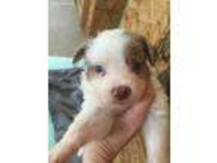 Miniature Australian Shepherd Puppy for sale in Murphy, NC, USA