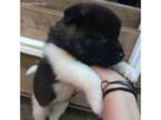 Akita Puppy for sale in Vista, CA, USA