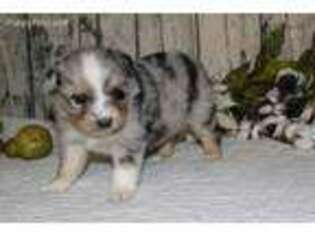 Miniature Australian Shepherd Puppy for sale in Conway, AR, USA