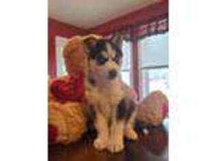 Siberian Husky Puppy for sale in Corry, PA, USA