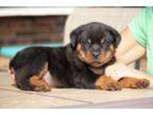 Rottweiler Puppy for sale in Reeds Spring, MO, USA