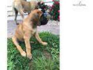 Mastiff Puppy for sale in Omaha, NE, USA