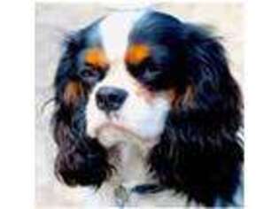 Cavalier King Charles Spaniel Puppy for sale in Simi Valley, CA, USA
