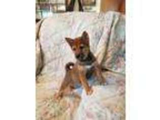 Shiba Inu Puppy for sale in Akron, CO, USA