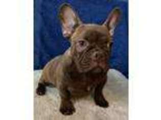 French Bulldog Puppy for sale in Toledo, OH, USA