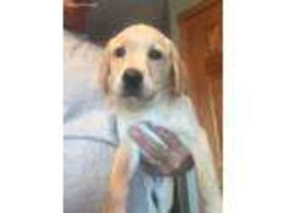 Labrador Retriever Puppy for sale in Hebron, IN, USA