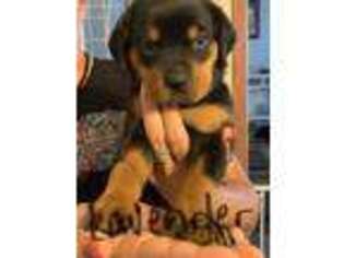 Rottweiler Puppy for sale in Ellabell, GA, USA