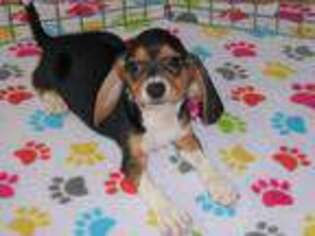 Beagle Puppy for sale in Tucson, AZ, USA