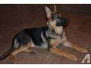 German Shepherd Dog Puppy for sale in PILOT HILL, CA, USA
