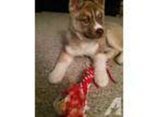 Siberian Husky Puppy for sale in ROCKFORD, IL, USA