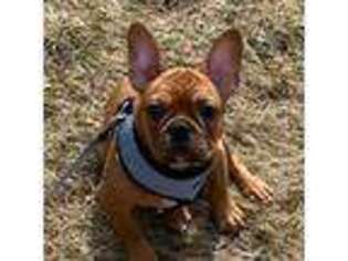 French Bulldog Puppy for sale in Lawrence, MA, USA