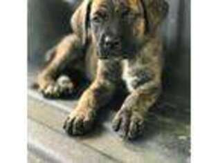 Cane Corso Puppy for sale in Brooksville, FL, USA
