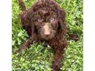 Labradoodle Puppy for sale in North Benton, OH, USA