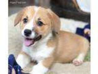 Pembroke Welsh Corgi Puppy for sale in Windom, TX, USA