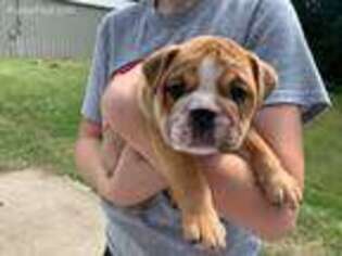 Bulldog Puppy for sale in Centerville, TN, USA