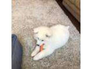 Samoyed Puppy for sale in Detroit, MI, USA