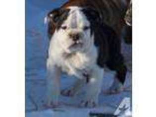 Olde English Bulldogge Puppy for sale in NEW CASTLE, IN, USA