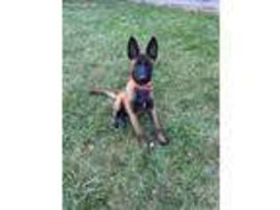 Belgian Malinois Puppy for sale in Washington Court House, OH, USA