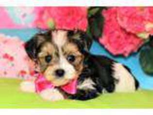 Yorkshire Terrier Puppy for sale in Lena, LA, USA