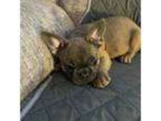 French Bulldog Puppy for sale in Brighton, MI, USA