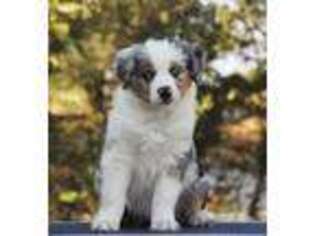 Miniature Australian Shepherd Puppy for sale in Groesbeck, TX, USA