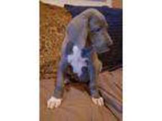Great Dane Puppy for sale in Saint Cloud, FL, USA