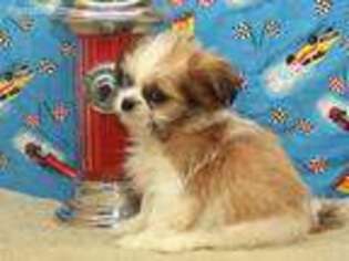 Mal-Shi Puppy for sale in Shawnee, OK, USA