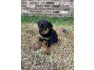Rottweiler Puppy for sale in Conroe, TX, USA