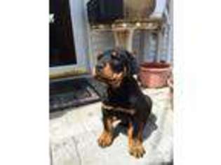 Rottweiler Puppy for sale in BRENTWOOD, NY, USA