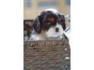 Cavalier King Charles Spaniel Puppy for sale in Moore, SC, USA