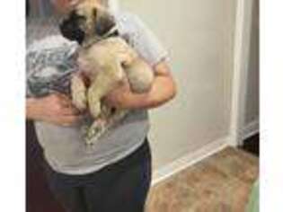 Mastiff Puppy for sale in Virginia Beach, VA, USA