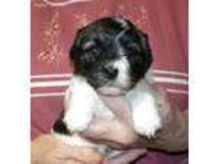 Havanese Puppy for sale in Wolcott, IN, USA