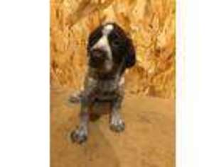 German Wirehaired Pointer Puppy for sale in Danube, MN, USA