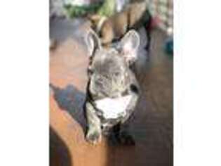 French Bulldog Puppy for sale in Malibu, CA, USA