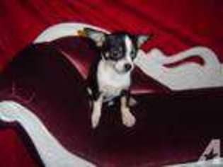 Chihuahua Puppy for sale in ATTALLA, AL, USA