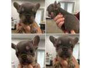 French Bulldog Puppy for sale in Dunn, NC, USA